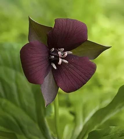 什么花代表绝望的爱？花语中绝望之爱的花卉有哪些？
