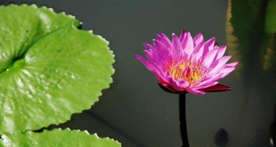 莲花几点开花时间开花一般在什么时候？如何根据季节调整观赏时间？