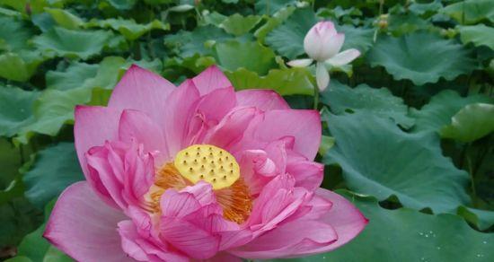 莲花几月份开花？一年能开几次花？