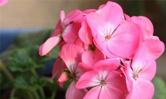什么花代表着开心？花语中表达快乐的花卉有哪些？