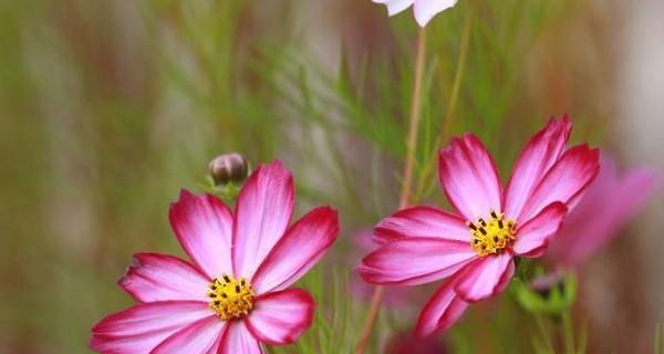什么花代表着开心？花语中表达快乐的花卉有哪些？