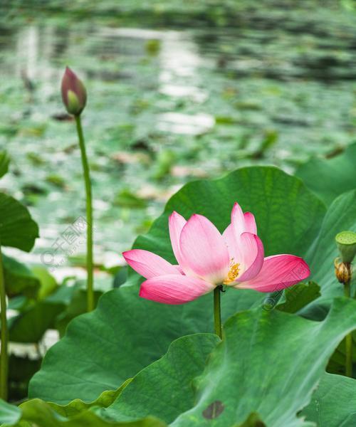 莲花何时盛开？哪个季节是最佳观赏期？