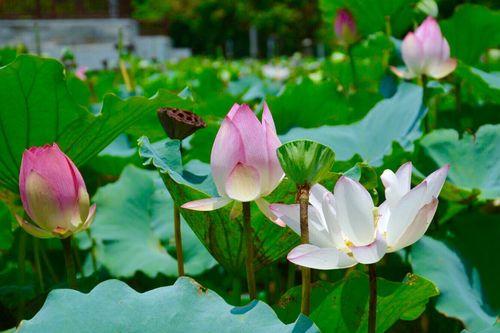 莲花何时盛开？哪个季节是最佳观赏期？