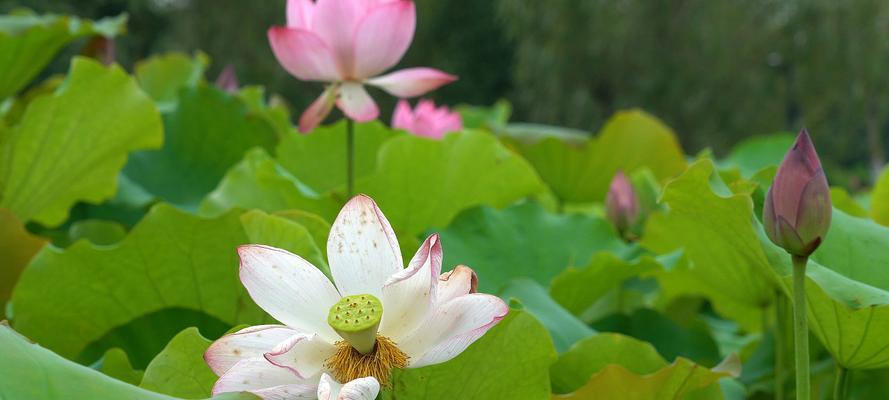 莲花何时盛开？哪个季节是最佳观赏期？
