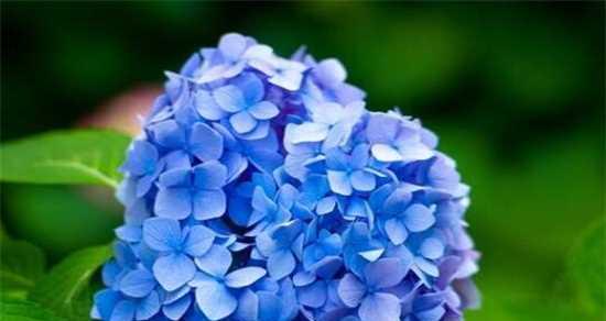 什么花的花语代表可爱？如何挑选寓意可爱的花卉？