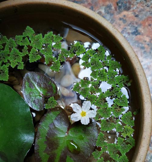 水培莲花可行吗？如何正确进行水培？