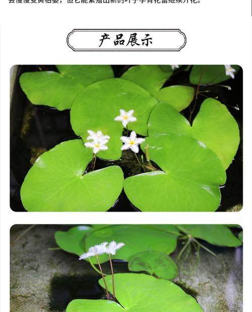 水培莲花可行吗？如何正确进行水培？