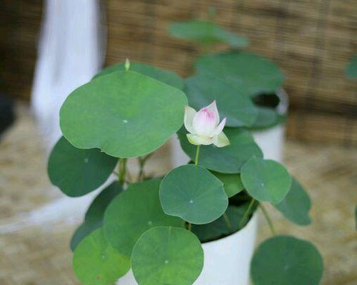 水培莲花可行吗？如何正确进行水培？
