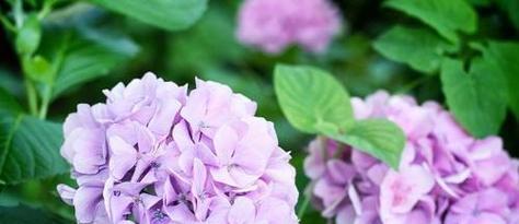 什么花的花语代表控制？揭秘控制含义的花卉有哪些？