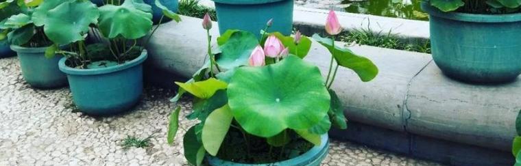莲花盆栽的种植方法是什么？用什么泥土种植效果最佳？