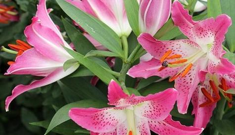 什么花的花语代表控制？揭秘控制含义的花卉有哪些？