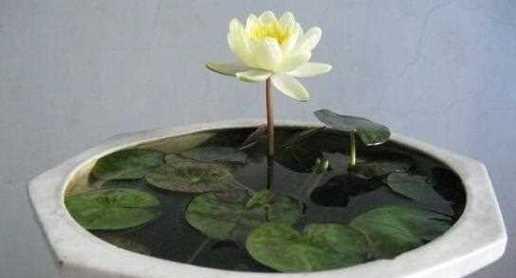 莲花盆栽的种植方法是什么？用什么泥土种植效果最佳？