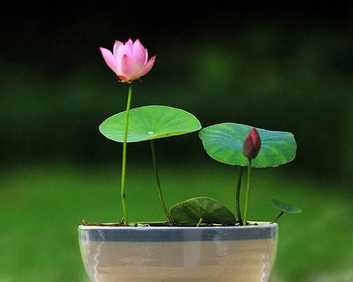 莲花盆栽的种植方法是什么？用什么泥土种植效果最佳？