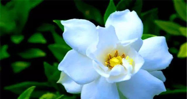 什么花代表快乐？揭秘快乐花语的花卉有哪些？