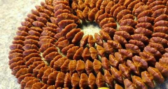 莲花菩提种子的来源是什么？它有哪些特性？