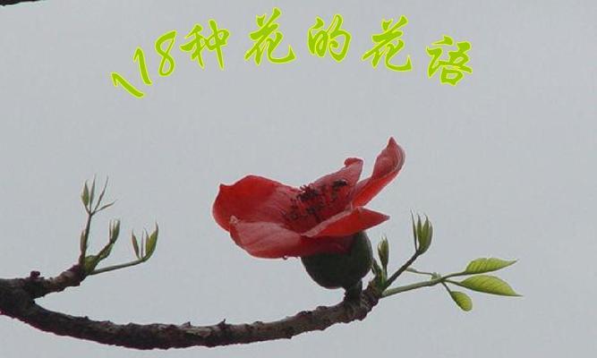 什么花代表宽容？花语中宽容的花有哪些？