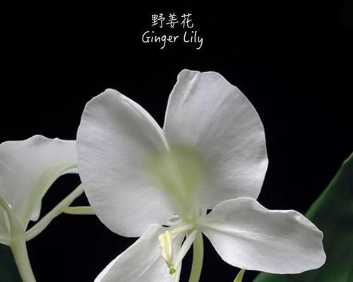 什么花代表宽容？花语中宽容的花有哪些？