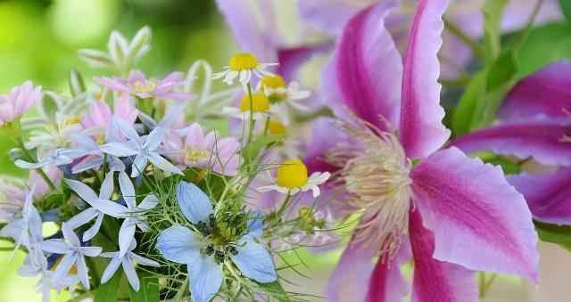什么花代表宽容？花语中宽容的花有哪些？