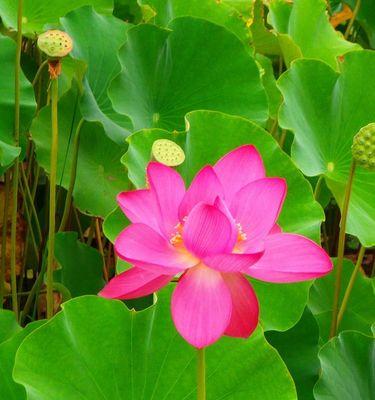 秋天的莲花会开花吗？如何照顾秋季开花的莲花？