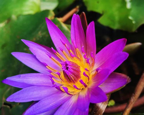 秋天的莲花会开花吗？如何照顾秋季开花的莲花？