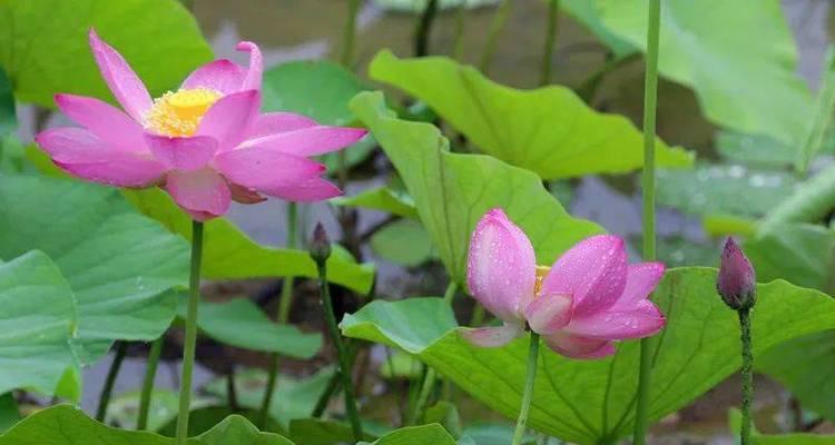 秋天的莲花会开花吗？如何照顾秋季开花的莲花？