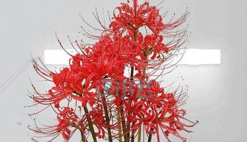 什么花代表愧疚的花语？愧疚花语的含义是什么？