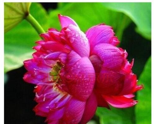 莲花通常在哪个季节开花？几月份会盛开？