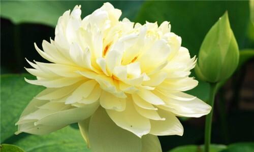 莲花通常在哪个季节开花？几月份会盛开？