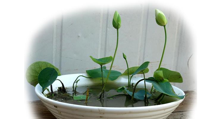 莲花播种的最佳时间是什么时候？播种后需要注意什么？