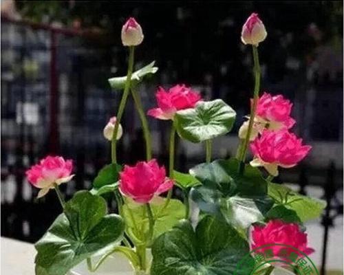 莲花播种的最佳时间是什么时候？播种后需要注意什么？