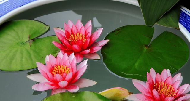 莲花的开花季节是什么时候？从几月到几月？