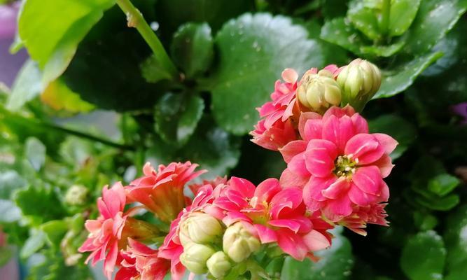 什么花代表乐观？揭秘乐观花语的花卉有哪些？