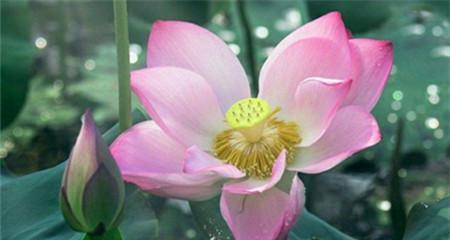 莲花的开花季节是什么时候？从几月到几月？
