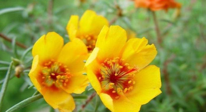 什么花代表乐观？揭秘乐观花语的花卉有哪些？