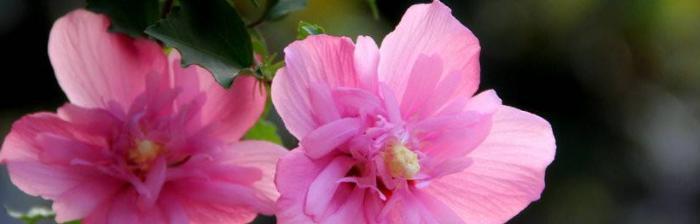 什么花代表冷漠无情？花语中有哪些花象征着无情？