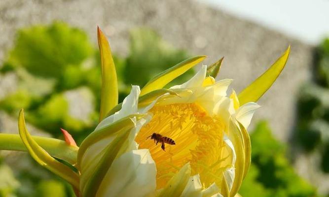 什么花代表冷漠无情？花语中有哪些花象征着无情？