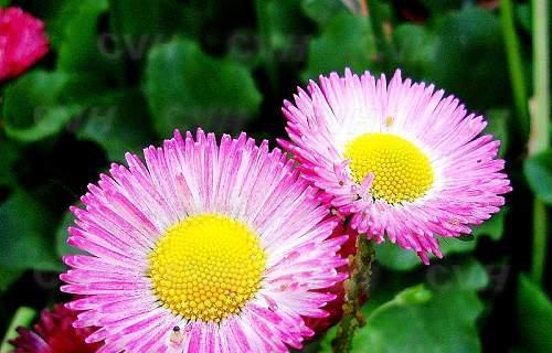 什么花代表着离别？花语中离别的花有哪些？