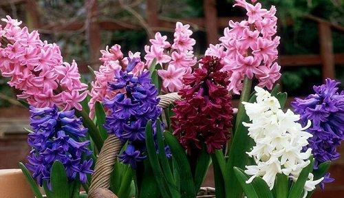 什么花代表着离别？花语中离别的花有哪些？