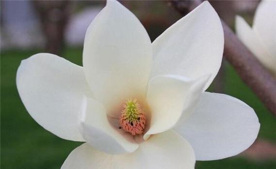什么花代表理解？花语中理解的含义是什么？