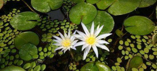 莲花生长环境条件是什么？莲花有哪些独特生长特点？