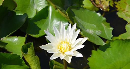 莲花生长环境条件是什么？莲花有哪些独特生长特点？
