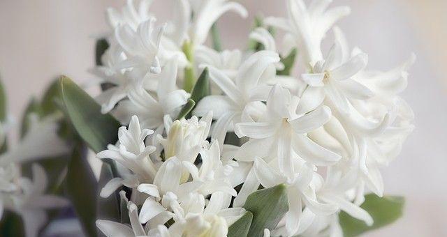 什么花代表恋人？花语中象征爱情的花卉有哪些？