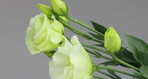 什么花代表恋人？花语中象征爱情的花卉有哪些？