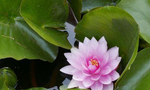 莲花通常生长在哪些地方？它们偏爱什么样的环境条件？