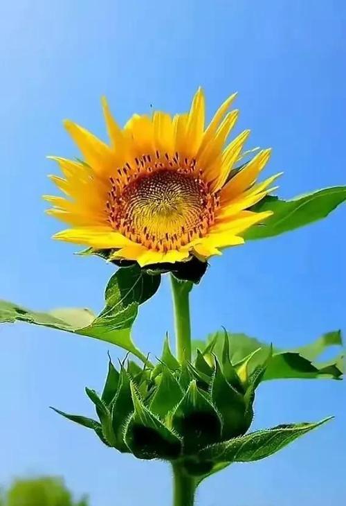 什么花代表轮回的花语？轮回花语的含义是什么？