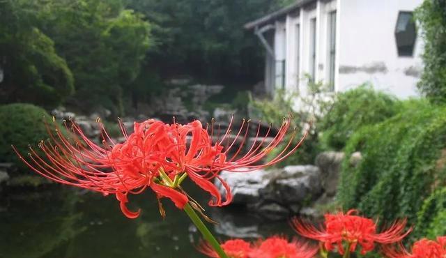 什么花代表轮回的花语？轮回花语的含义是什么？
