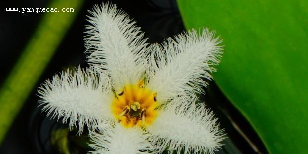 莲花属于被子植物吗？它的分类和特点是什么？