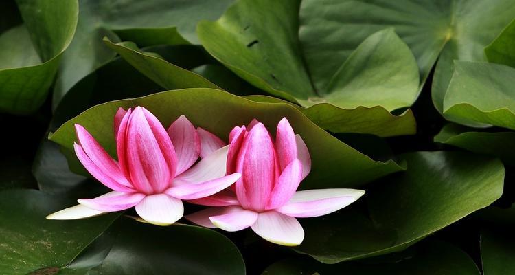 莲花属于被子植物吗？它的分类和特点是什么？