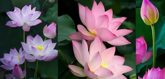 莲花是哪个国家的国花？哪个国家将莲花定为国花？
