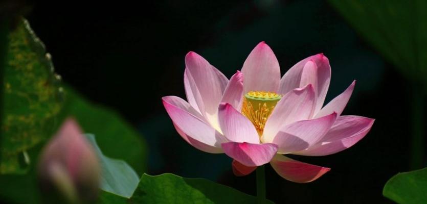 莲花是哪个国家的国花？哪个国家将莲花定为国花？